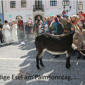 9 Jahre P. Martin in Enns