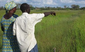 Reisanbau im Senegal, ADAF Yungar, lokale Partnerorganisation von HORIZONT3000