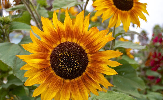 Sonnenblumen