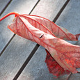 Herbstblatt. © Markus Lenna / Herbstblatt. © Markus Lenna Herbstblatt. © Markus Lenna