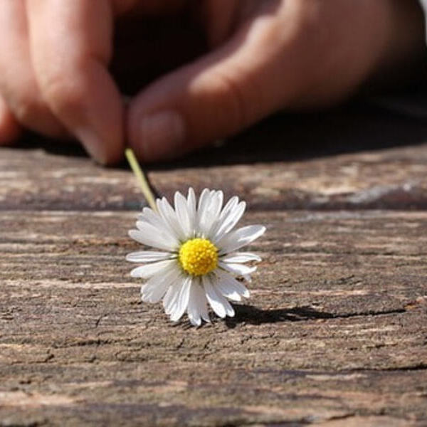 Gänseblümchen / Pfarrgemeinde St. Martin im Innkreis Gänseblümchen